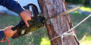 Best Fruit Tree Pruning  in Ocean Park, WA