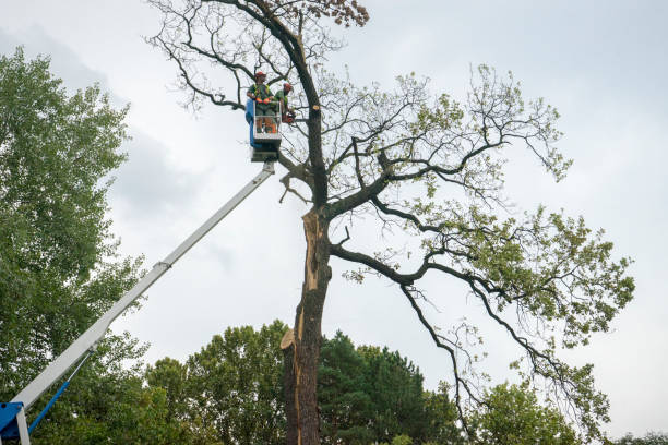 Reliable Ocean Park, WA Tree Care Solutions