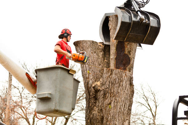 How Our Tree Care Process Works  in  Ocean Park, WA